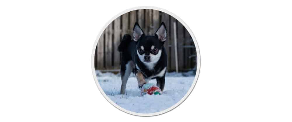 Ein Chihuahua (Kurzhaar) steht im Schnee, die rechte Vorderpfote auf einem Ball.