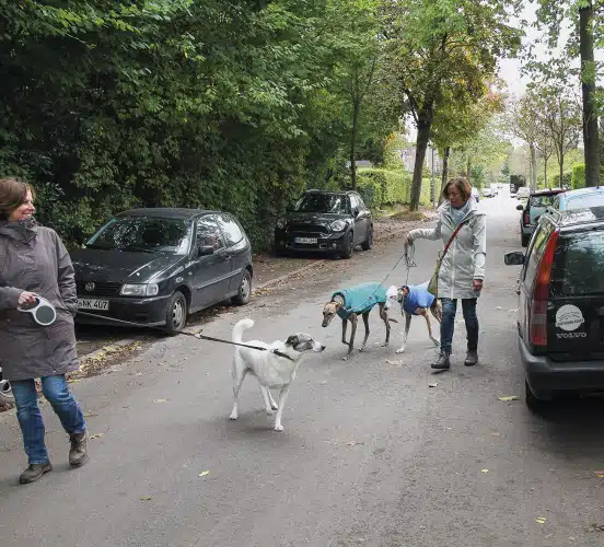 Windhunde trainieren