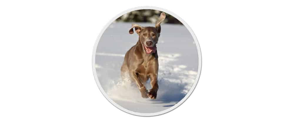 Ein Weimaraner rennt durch den Schnee.