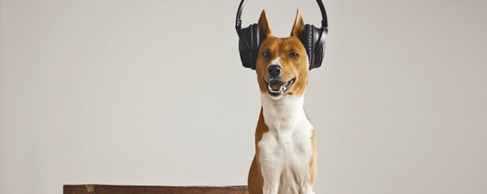 Diese Musik finden Hunde besonders toll » DER HUND