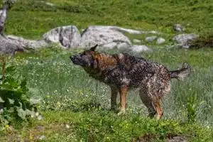 Nasser Hund schüttelt sich