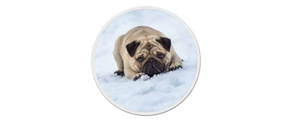 Ein Mops liegt im Schnee und schaut in die Kamera.