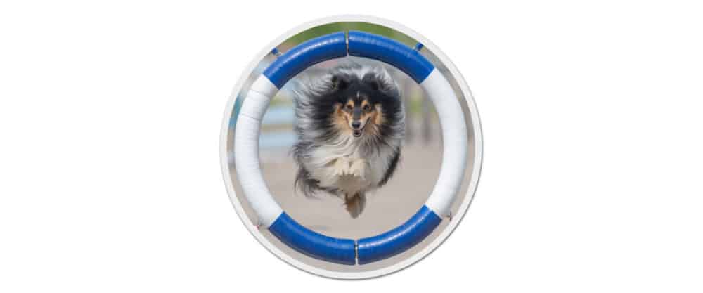 Ein Shetland Sheepdog (Sheltie) springt durch einen blau-weißen Reifen auf einem Parcours.