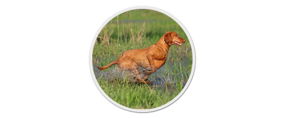 Ein Vizsla rennt durch flaches Wasser mit Gras. Er ist seitlich im Ansatz der Vorwärtsbewegung abgebildet.