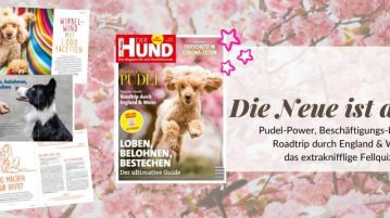 Beschaftigungs Ideen Fur Hunde Archives Der Hund