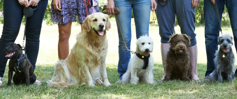 Mehrere verschiedene Hunde sitzen angeleint nebeneinander. Ihre Menschen stehen hinter ihnen und halten die Leinen in der Hand.