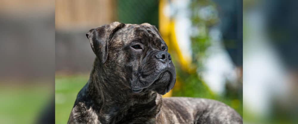 Ein dunkler, gestromter Bullmastiff liegt auf einer Wiese.