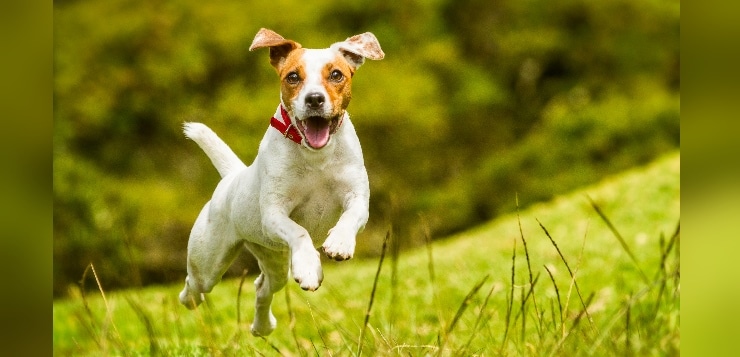 Terrier rennt auf Wiese