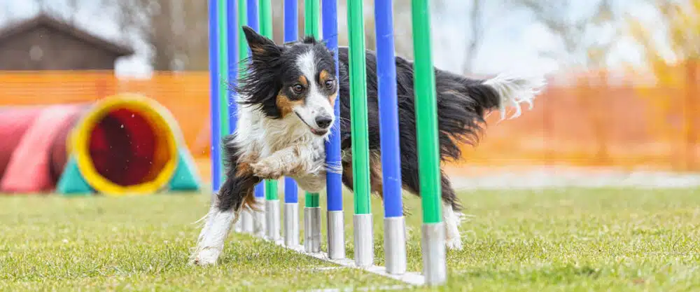 Ein Border Collie rennt durch Slalom-Stangen.