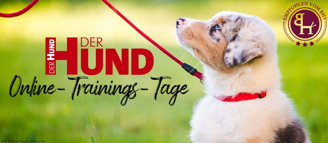 DER HUND Online-Trainings-Tage