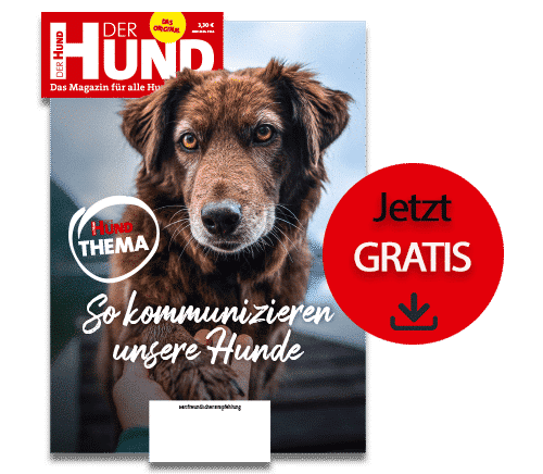 So kommunizieren unsere Hunde