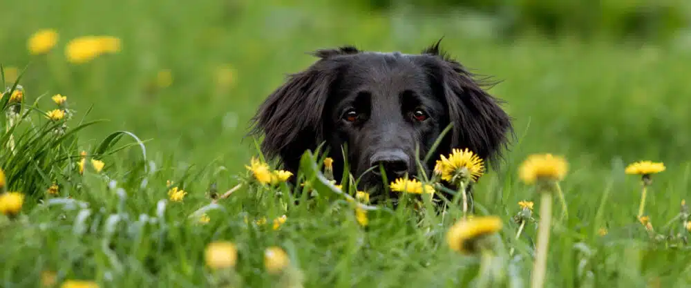 Ein Retriever liegt in einer grünen Wiese, auf der Löwenzahn blüht. Es ist nur der Kopf sichtbar.