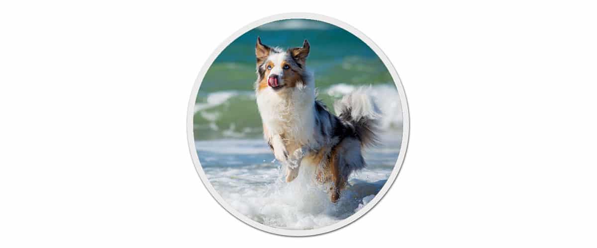 Ein Australian Shepherd rennt am Strand durch die Brandung.