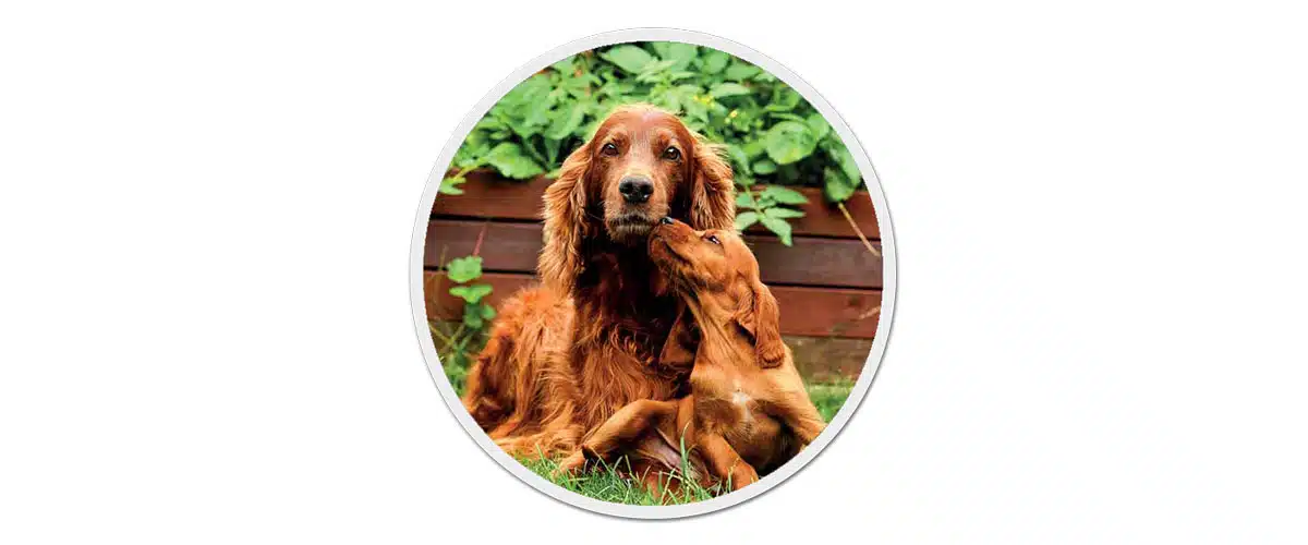 Ein erwachsener Irish Red Setter mit einem Welpen im Garten.