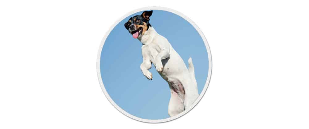 Ein Jack Russell Terrier mitten im Sprung vor blauem Himmel