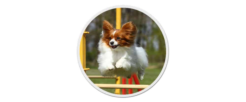 Ein Papillon springt über eine Agility-Hürde.