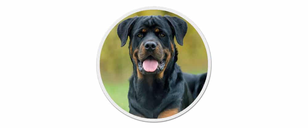 Portrait eines Rottweilers: Der Hund liegt und der Fokus liegt auf dem Kopf.