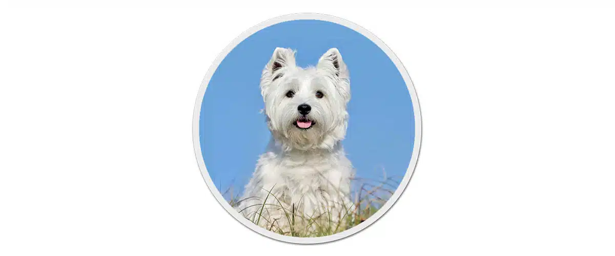 Ein erwachsener West Highland White Terrier sitzt vor strahlend blauem Himmel.