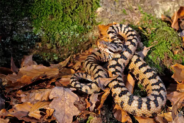 Eine Aspisviper auf Laub im Wald.