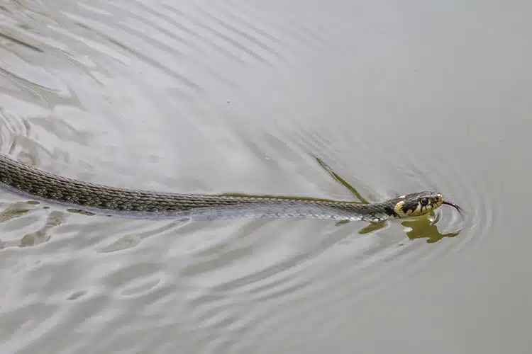 Eine Ringelnatter schwimmt im Wasser.