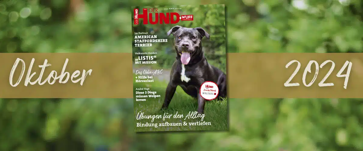 Die Oktober-Ausgabe von DER HUND zeigt auf dem Cover den Amstaff-Mix Ivan aus dem Tierheim München.