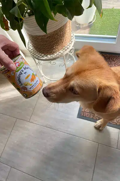 Hund Dio begutachtet eine Dose der Moro Suppe mit Kartoffel von Granatapet.