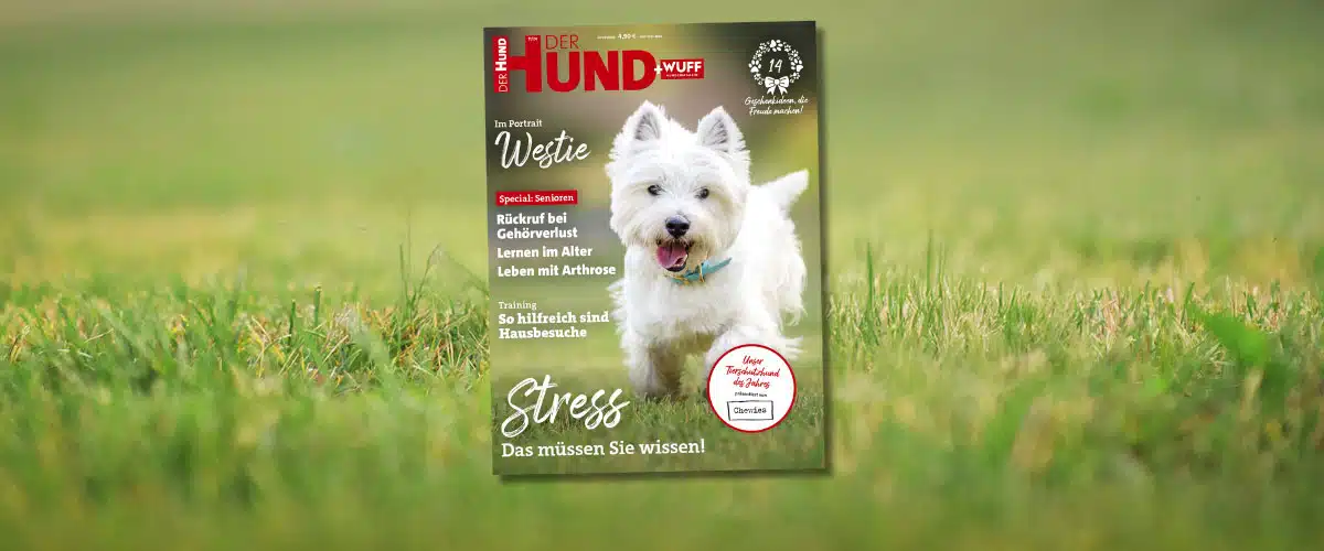 Das Cover der November 2024 Ausgabe von DER HUND zeigt einen Westie, der auf die Kamera zuläuft.