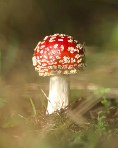 Ein Fliegenpilz wächst auf einem Waldweg.