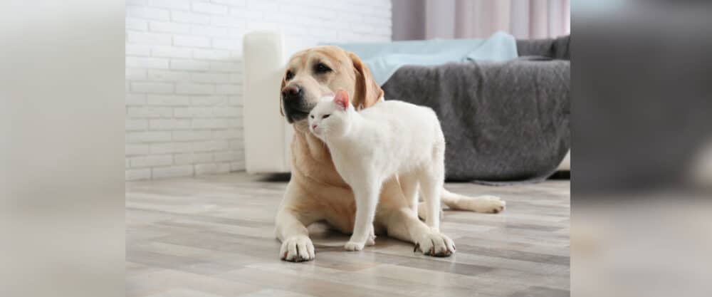 Ein Labrador Retriever und eine Katze zusammen in einer Wohnung