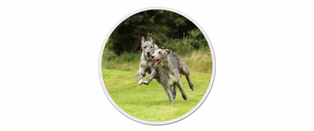 2 Irish Wolfhounds rennen gemeinsam auf einem grünen Rasen.