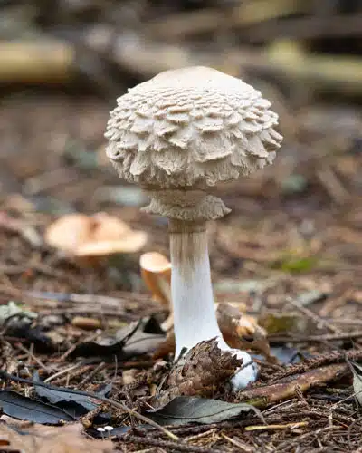 Ein rundlicher heller Pilz mit Stiel im Wald