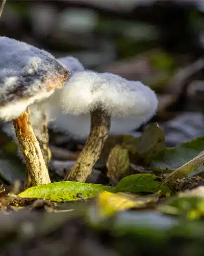 Ein mit Schimmel überzogener Pilz im Wald