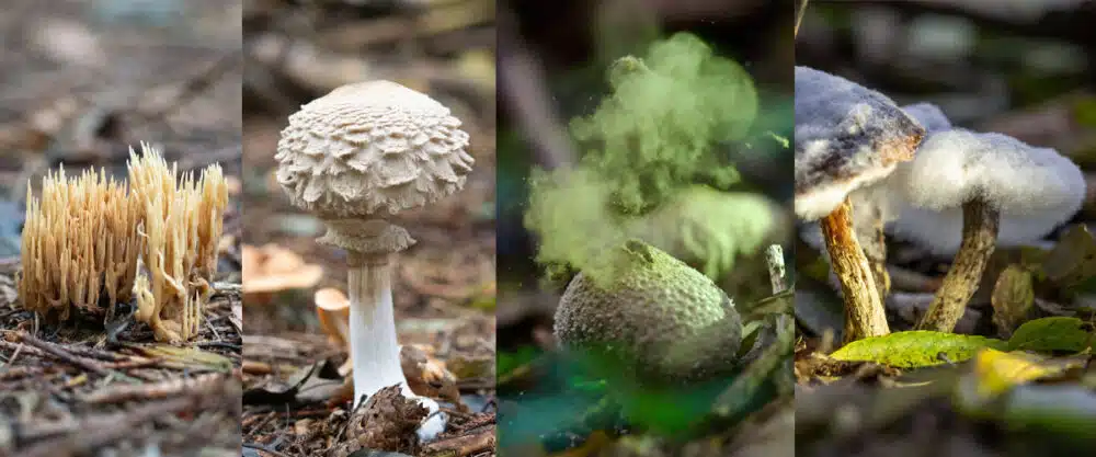 4 unterschiedliche Pilze, die im Wald wachsen.