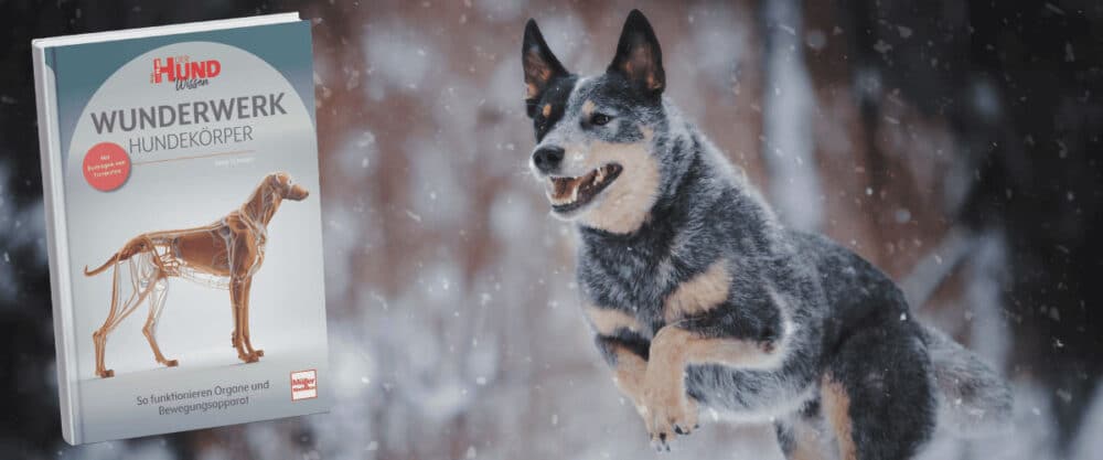 Adventskalender "Wunderwerk Hundekörper"