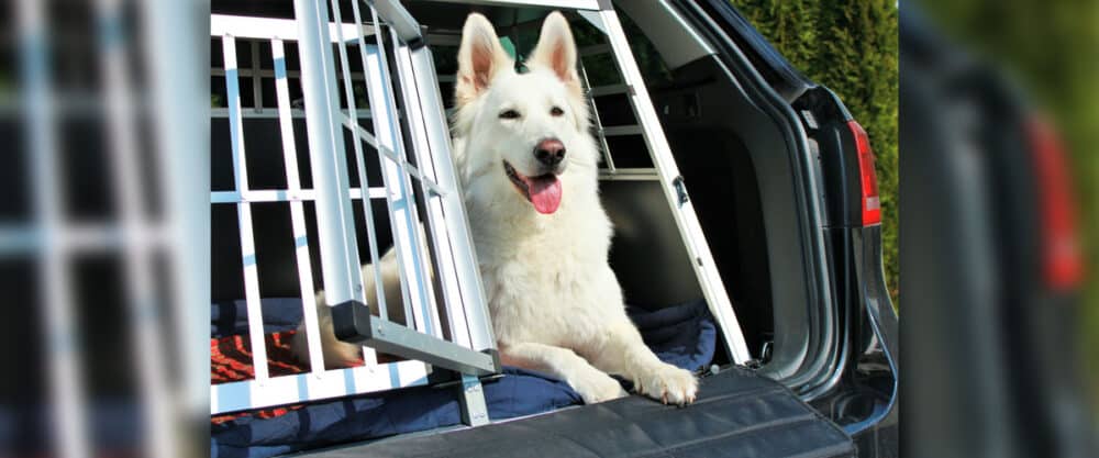 Ein Weißer Schweizer Schäferhund liegt in einer geöffneten Transportbox im Kofferraum eines Autos.