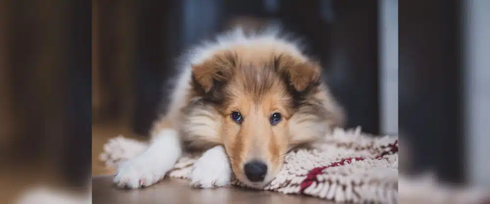 Ein Collie-Welpe liegt auf einer Hundedecke und schaut zur Kamera.