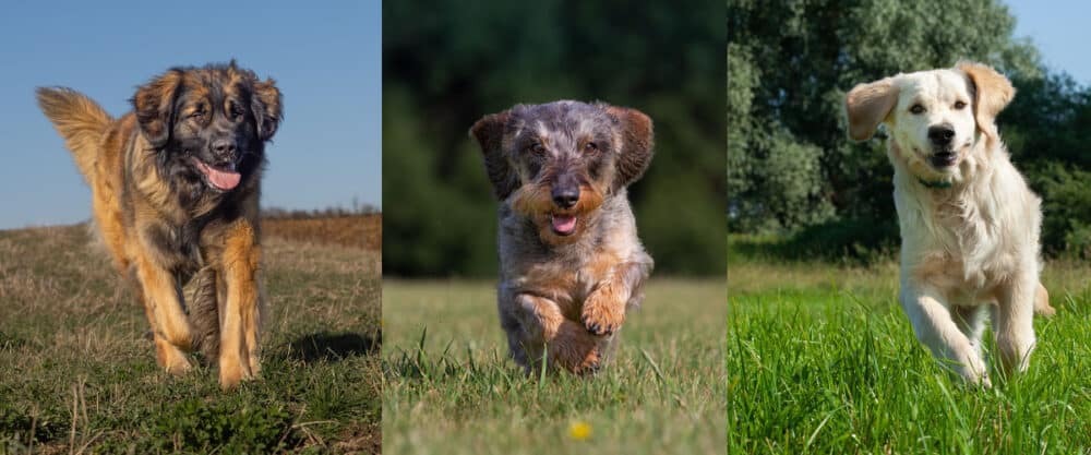 Ein Leonberger, ein Dackel und ein Golden Retriever in Bewegung.