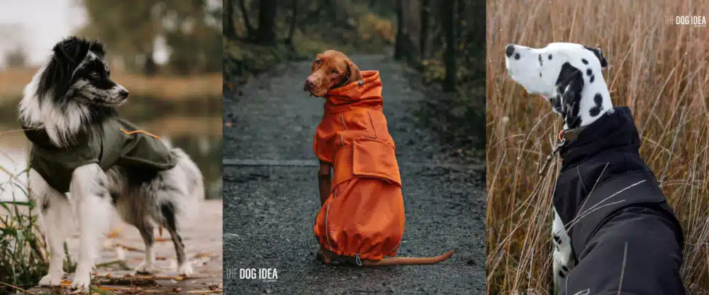 Ein Sheltie, ein Vizsla und ein Dalmatiner in Hundemänteln