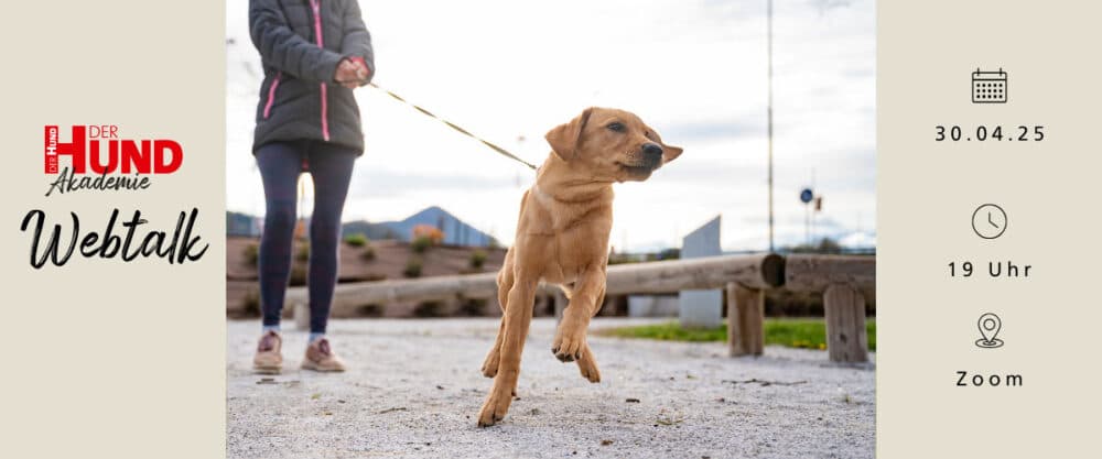 Webtalk Leinenführigkeit am 30.4.25 um 19 Uhr, Anmeldung auf der DER HUND Akademie.