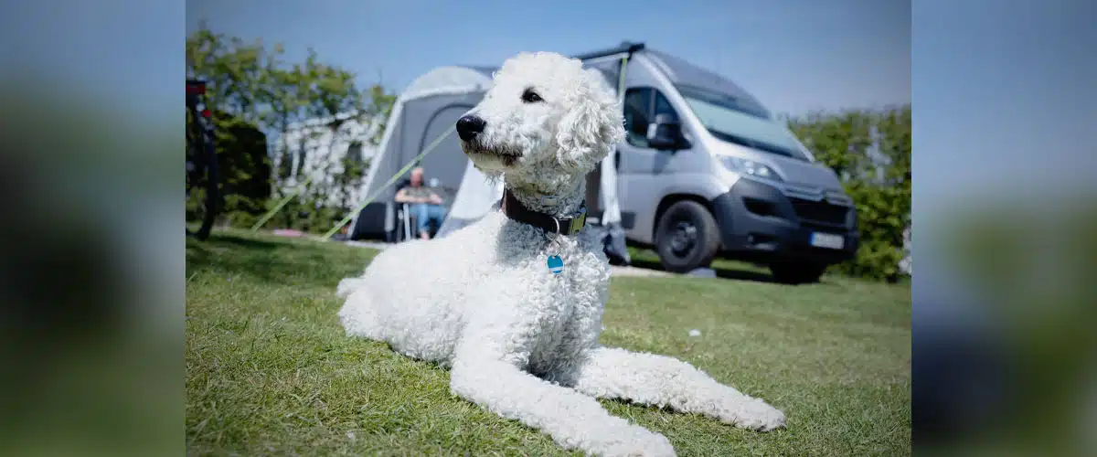 Ein weißer Pudel liegt auf einer Wiese, im Hintergrund steht ein Campervan.