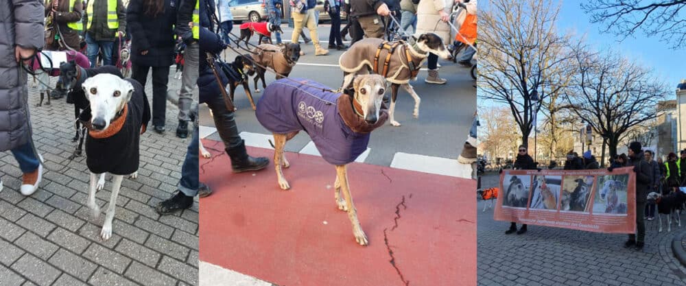 Eindrücke vom 10. Kölner Galgo-Marsch