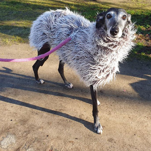 Ein Galgo trägt einen flauschigen Mantel.