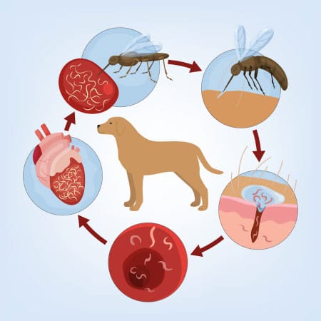 Eine Grafik die zeigt, wie Herzwürmer über Stechmücken in den Hund gelangen.