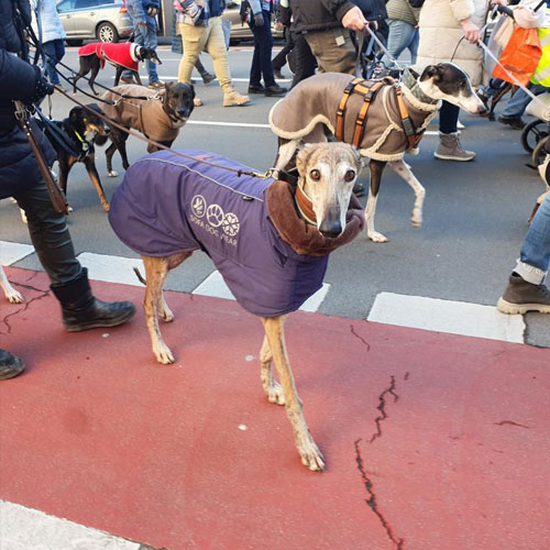 Die Galgo-Märsche weisen auch auf das Leid anderer spanischer Jagdhunde hin.