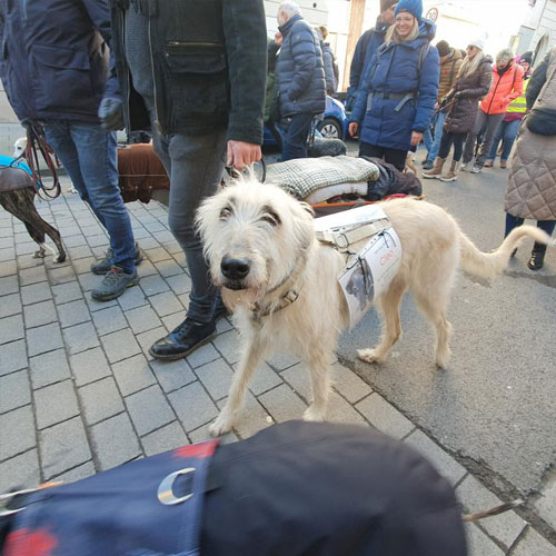 Auch britische Windhunde waren mit von der Partie.