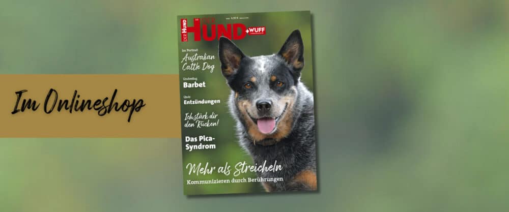 Das Cover der März-Ausgabe von DER HUND (2025) zeigt den Kopf einer Australian Cattle Dog Hündin.