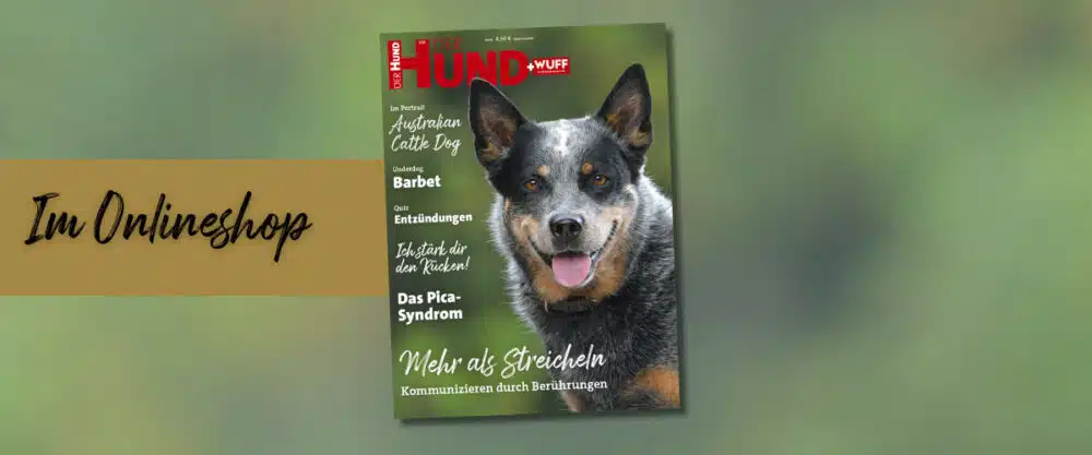 Das Cover der März-Ausgabe von DER HUND (2025) zeigt den Kopf einer Australian Cattle Dog Hündin.