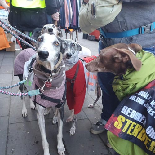 Die nächsten Galgo-Marsch-Termine sind bereits geplant.