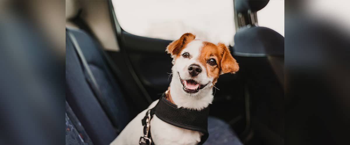 Ein Terrier sitzt am Geschirr angeschnallt auf der Rückbank eines Autos.