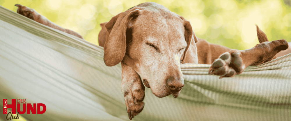 Schlafender Hund in einer hellgrünen Hängematte